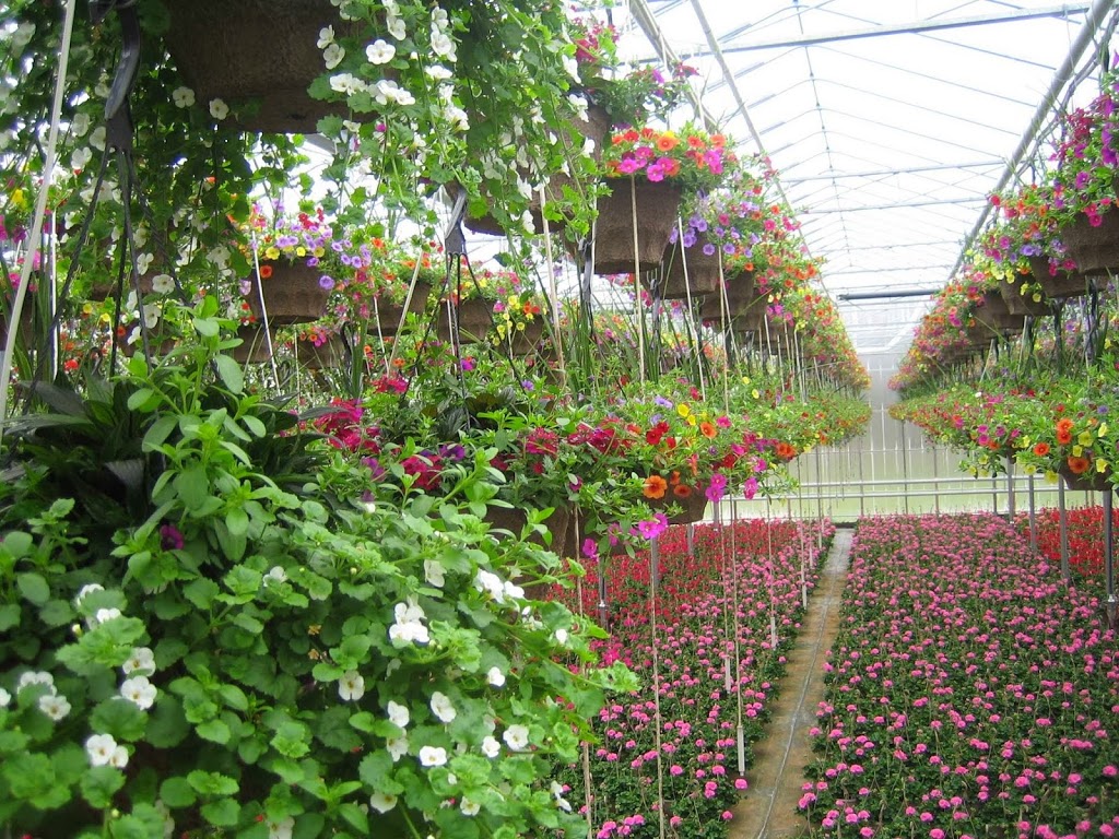 Witzkes Greenhouses Ltd. | 1621 Pebblestone Rd, Courtice, ON L1E 2H1, Canada | Phone: (905) 436-9204