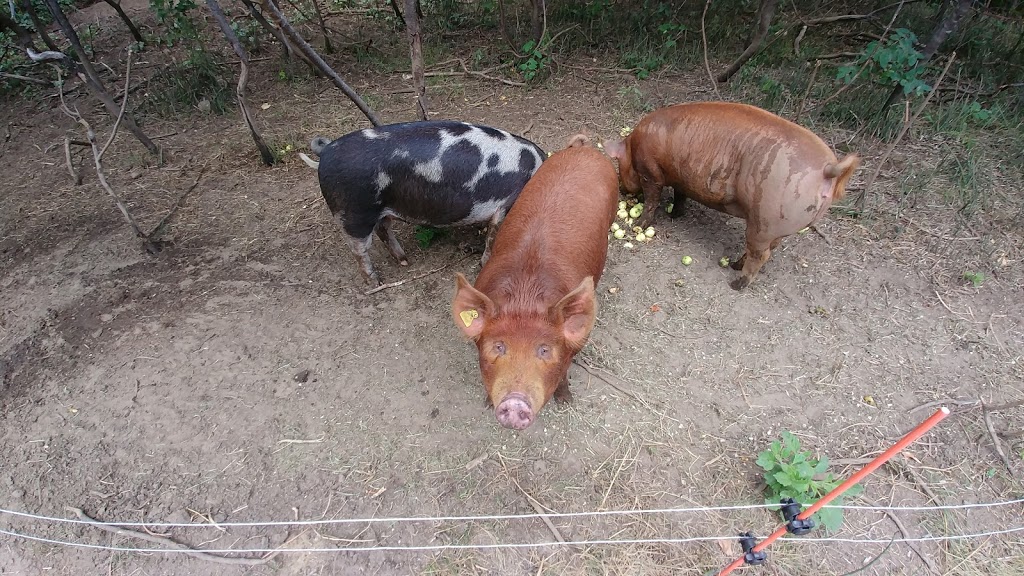 Ferme bétail des bois | 791 QC-321, Papineauville, QC J0V 1R0, Canada | Phone: (514) 742-9320