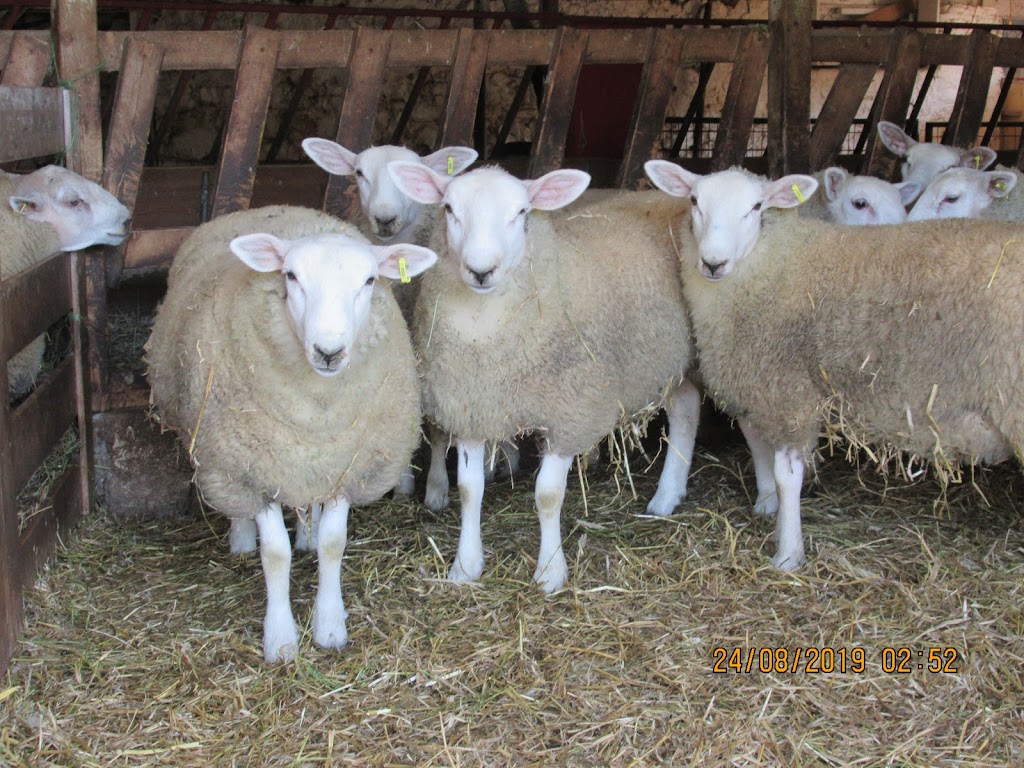 Double S Sheep Ranch | LCD MAIN 418476 CONC A, Owen Sound, ON N4K 5N3, Canada | Phone: (519) 371-3453