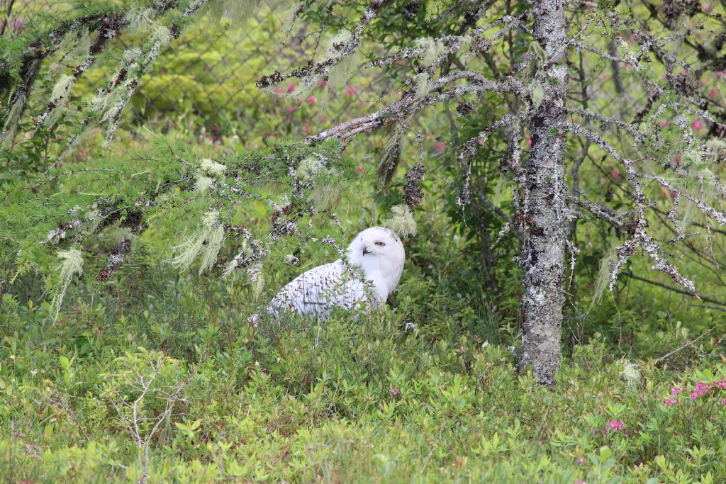 Salmonier Nature Park | Salmonier Line, Holyrood, NL A0A 2R0, Canada | Phone: (709) 229-7888