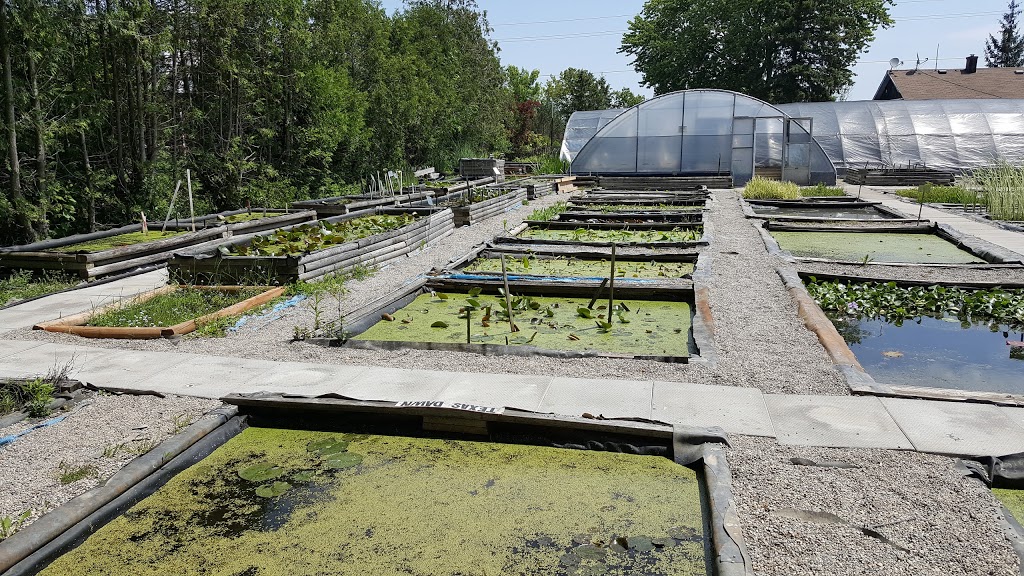 The Bloomin Bog Water Gardens | 22049 Hyde Park Rd N, Ilderton, ON N0M 2A0, Canada | Phone: (519) 666-0132