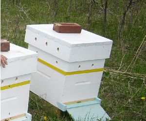 Bees Universe Honey Farm | 1773 20th Sideroad, Innisfil, ON L9S 4H8, Canada | Phone: (416) 819-2337