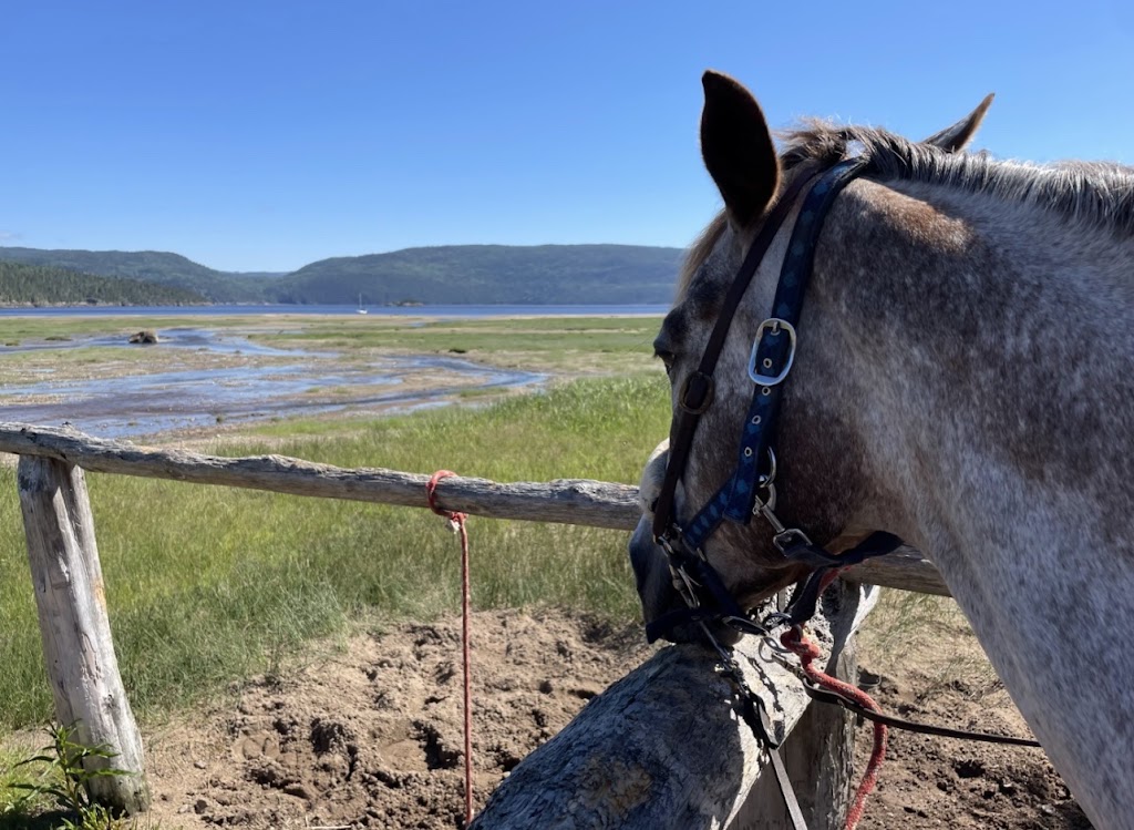 Centre Equestre Des Plateaux | 34 Chem. des Plateaux, LAnse-Saint-Jean, QC G0V 1J0, Canada | Phone: (418) 272-3231