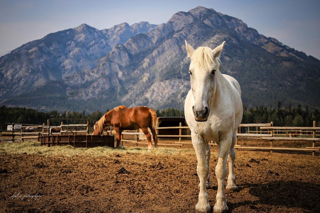 Banff Trail Riders - Stables | 100 Sundance Rd, Banff, AB T1L 1B9, Canada | Phone: (403) 762-4551