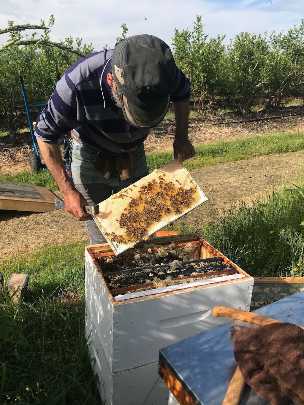 father‘s honeybee farm | 1093 216 St, Langley, BC V2Z 1R3, Canada | Phone: (778) 951-2105