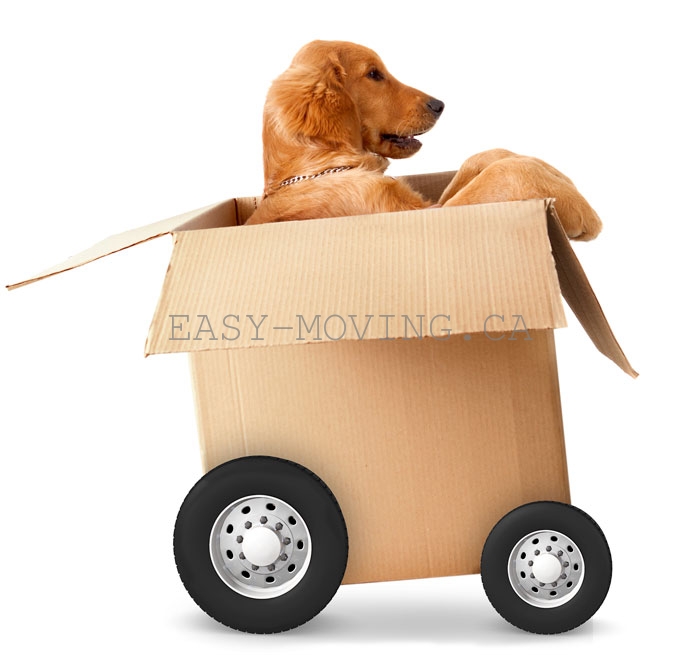 Trans Moving Newmarket | 738 Srigley St, Newmarket, ON L3Y 1X5, Canada | Phone: (416) 520-3575