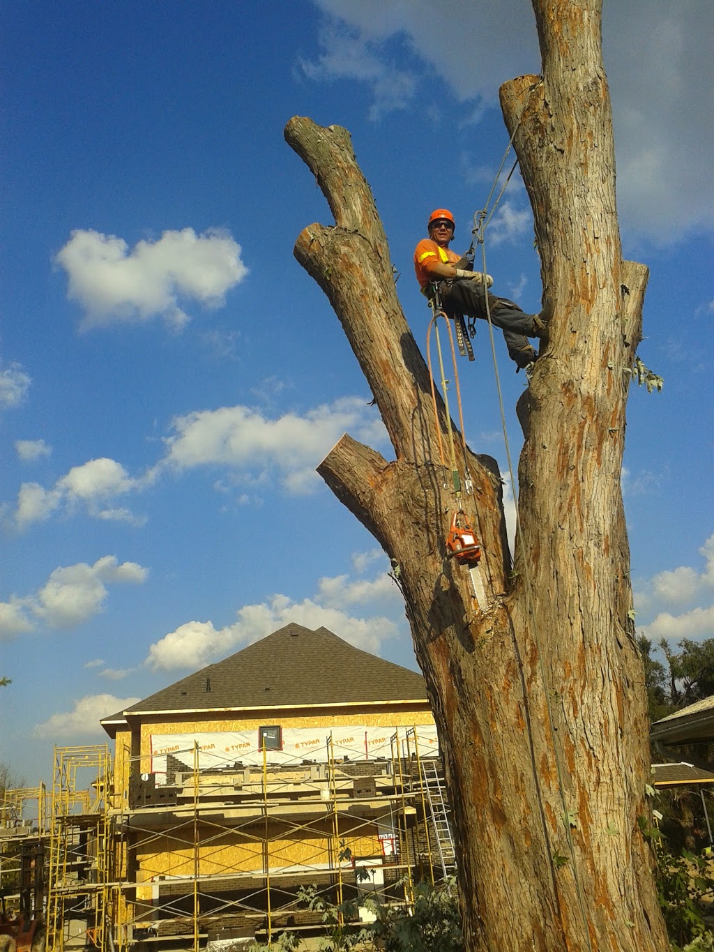 The Great Canadian Tree Service | 37 Peel St, Barrie, ON L4M 3L1, Canada | Phone: (705) 734-8733