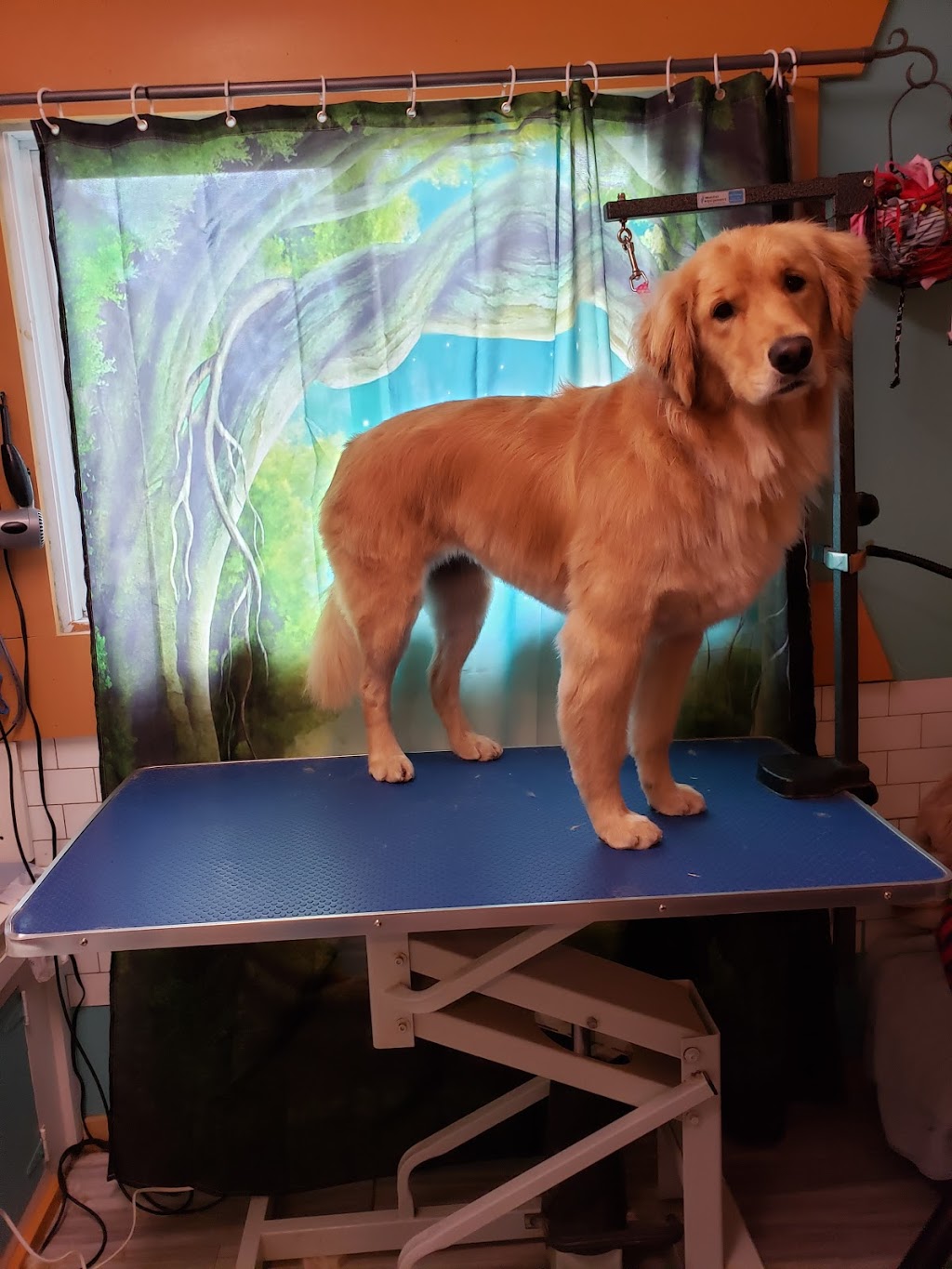 Jens Dog Grooming | 551 9th Concession RR2, Westport, ON K0G 1X0, Canada | Phone: (613) 876-0362