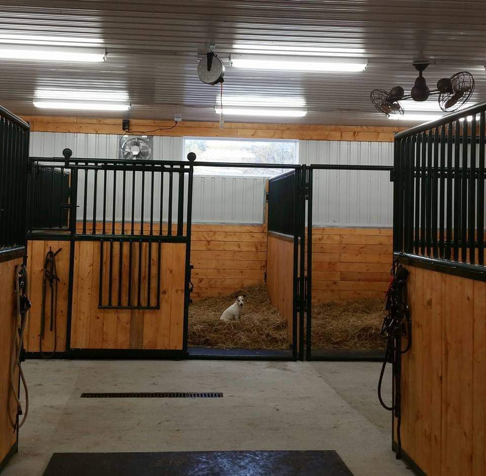 Renex Equine Services | 10 51127 range road 200, AB T0B 4J1, Canada | Phone: (780) 263-9784