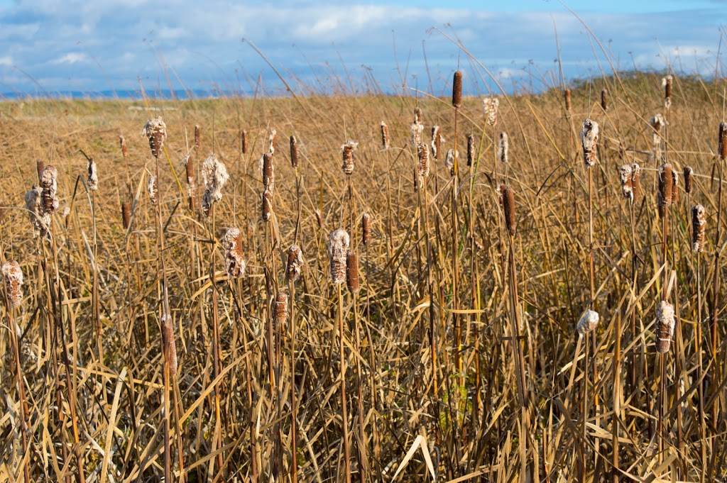 Boundary Bay Regional Park | Boundary Bay Rd, Delta, BC V4L 1N2, Canada | Phone: (604) 520-6442