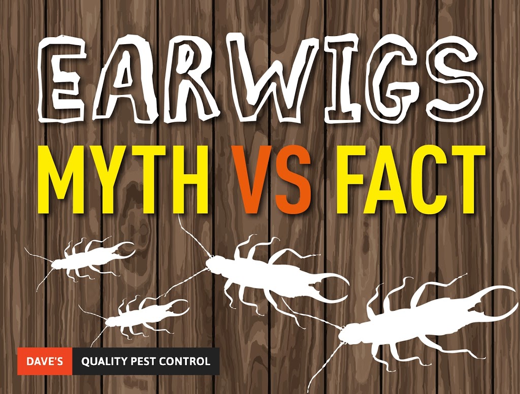 Daves Quality Pest Control Kawartha Lakes | 643 St Lukes Rd, Lindsay, ON K9V 4R5, Canada | Phone: (866) 984-2434