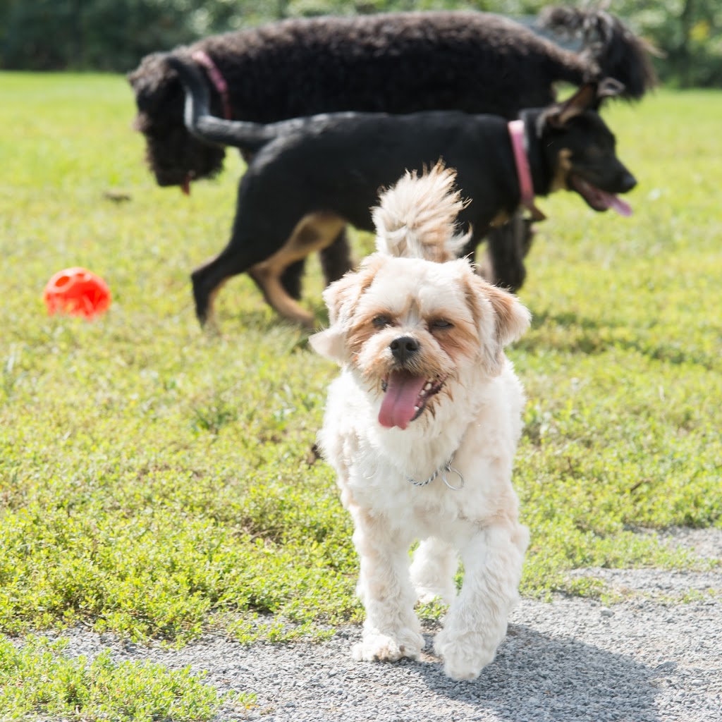 Canine Park | 949 Av Châteaubriant, Mascouche, QC J7K 3N7, Canada | Phone: (450) 474-4133