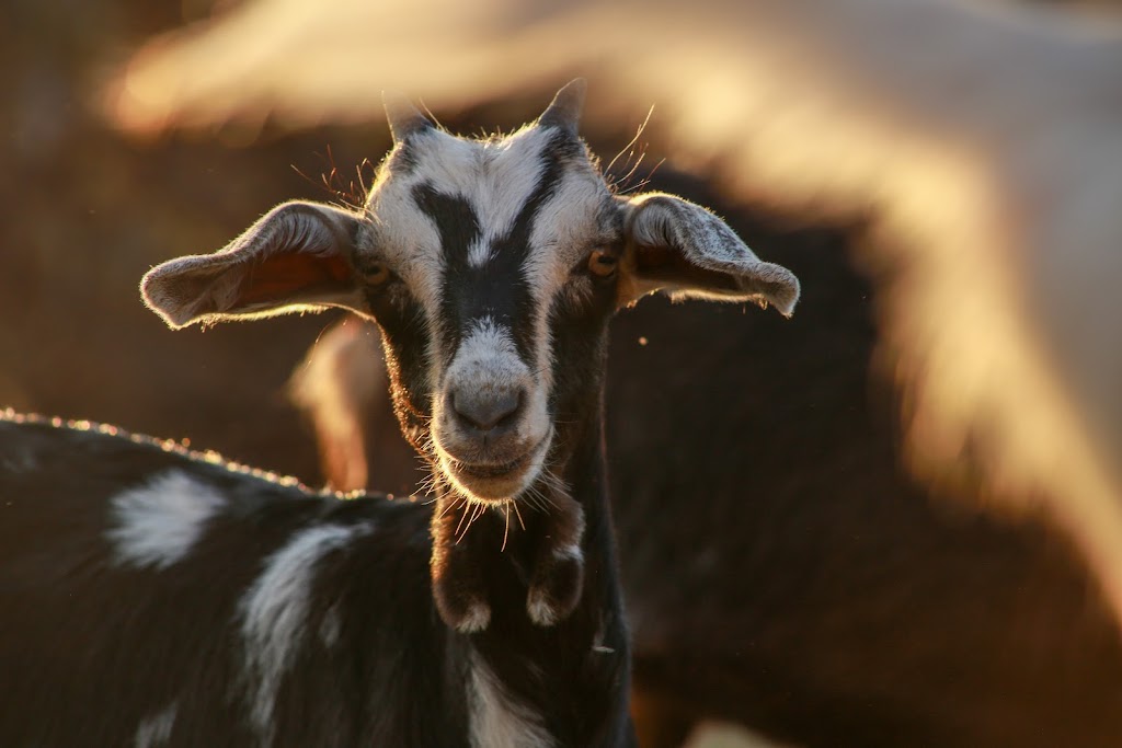 Emerald Isle Goat Creamery and Artisan Cheeses | 1231 Trans-Canada Hwy RR#1, Belle River, PE C0A 1B0, Canada | Phone: (902) 962-3497