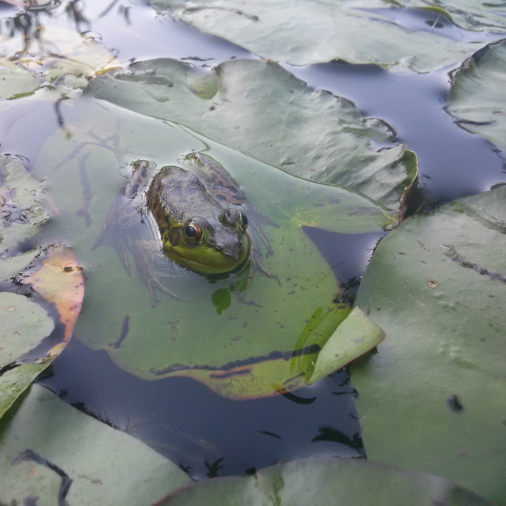 Wye Marsh Wildlife Centre | 16160 Highway 12 East, Midland, ON L4R 4K6, Canada | Phone: (705) 526-7809