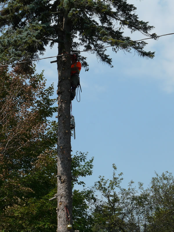 Timberjack Tree Service | 158074 7th Line, Meaford, ON N4L 1W5, Canada | Phone: (705) 716-5000