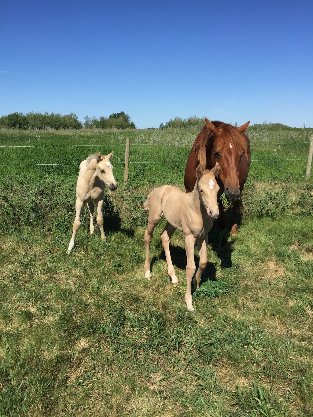 Grey Birch Acres Carehome | Farm, Lumsden, SK S0G 3C0, Canada | Phone: (306) 731-2200