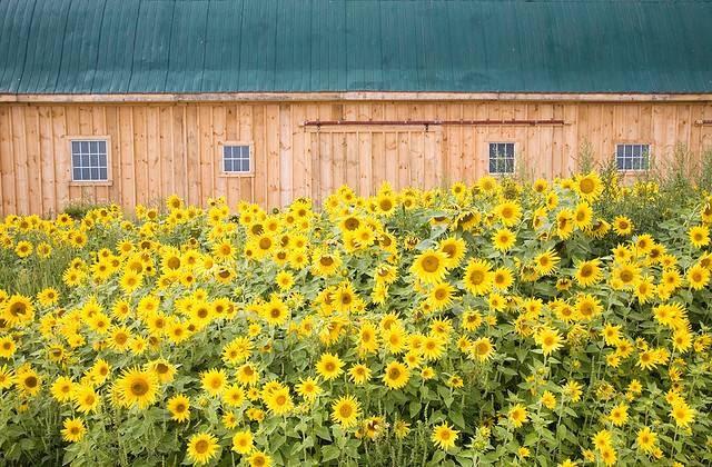 Irvine Creek Organics Farm & Field School | 6759 Wellington 16, Belwood, ON N0B 1J0, Canada | Phone: (519) 787-2356