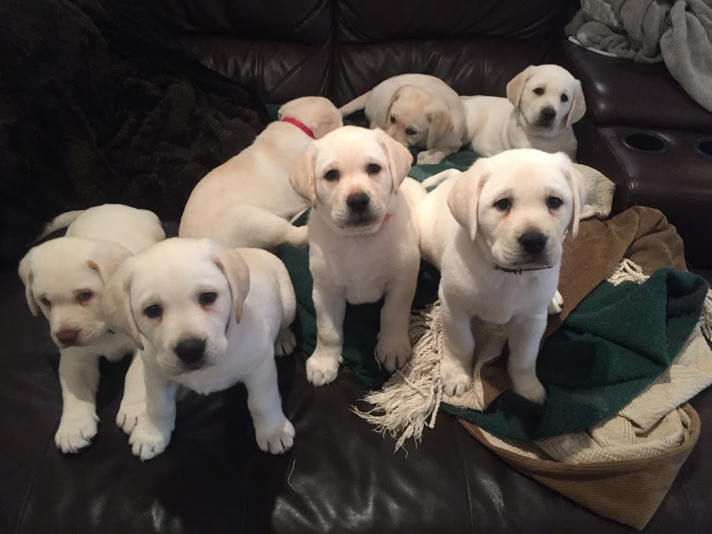 Pura Vida Labradors | 34 Jewel House Ln, Barrie, ON L4N 0T4, Canada | Phone: (705) 305-4543