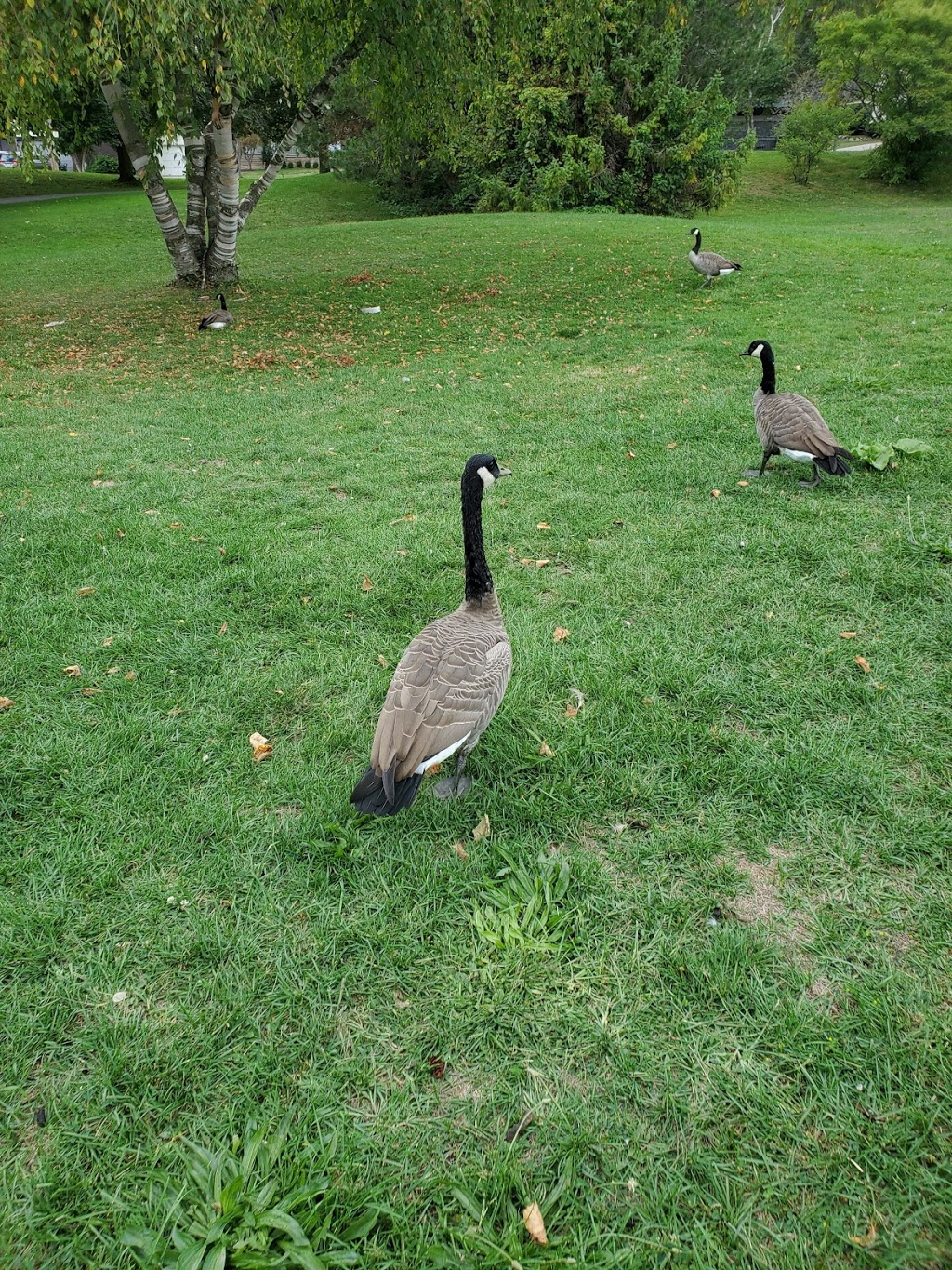 James Gardens Lawn Bowling Club | 171 Edenbridge Dr, Etobicoke, ON M9A 4N1, Canada | Phone: (416) 231-2308