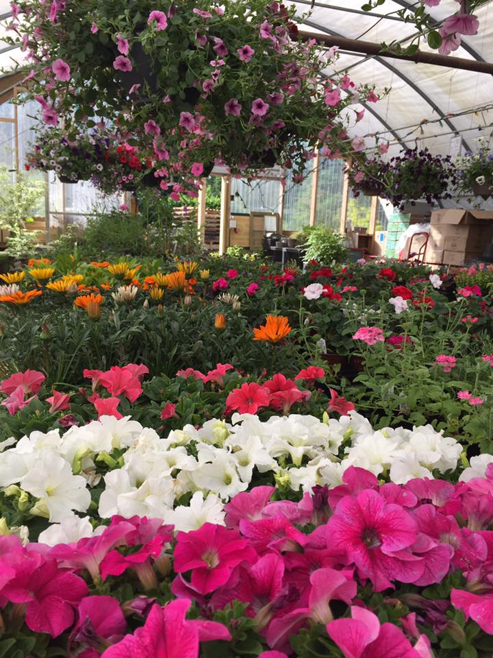 Halfmoon Bay Nursery | 7820 Fawn Rd, Halfmoon Bay, BC V0N 1Y1, Canada | Phone: (604) 885-2760