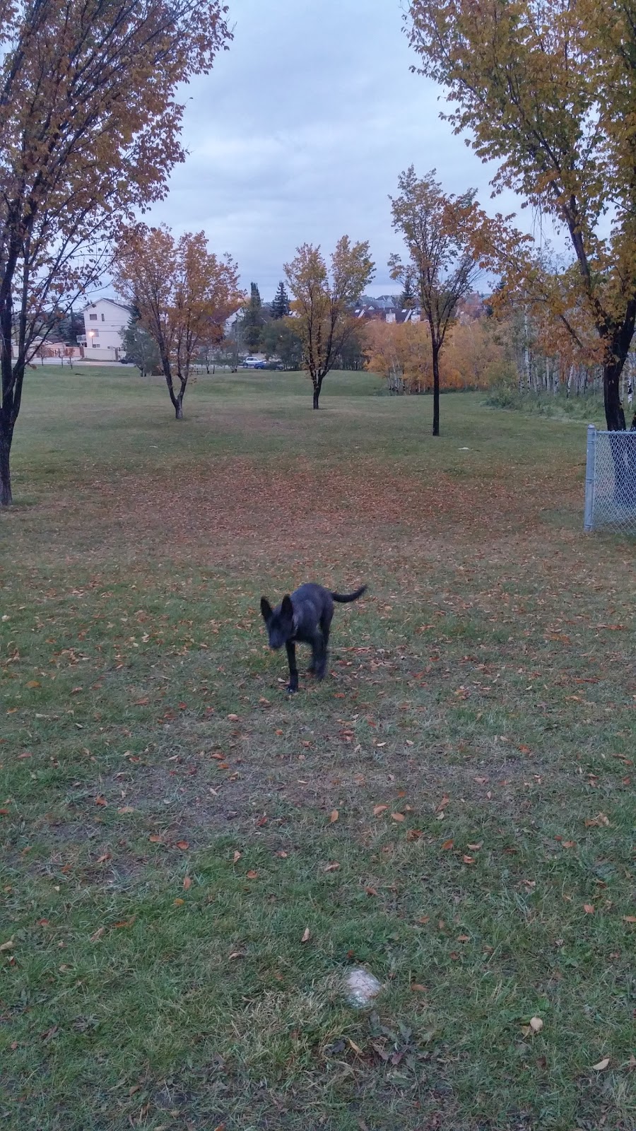 Coach Hill Off-leash Area COA-001 | 6204 Coach Hill Rd SW, Calgary, AB T3H 1J4, Canada