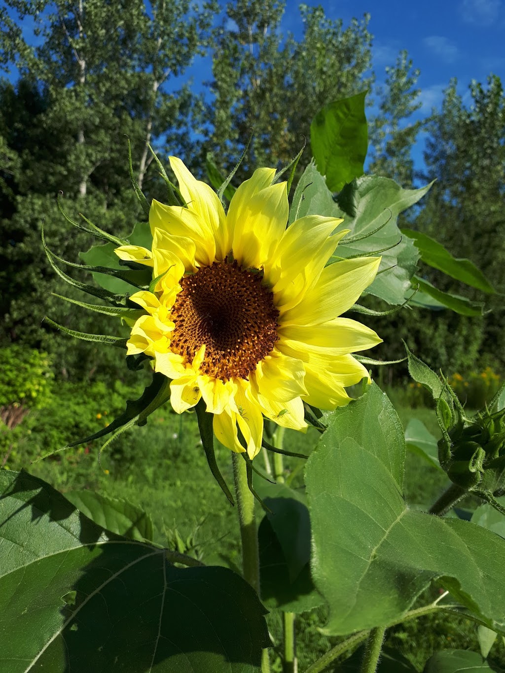 Domaine Coquelicots | 922 Rang de lÉglise, Saint-Eugène-de-Grantham, QC J0C 1J0, Canada | Phone: (819) 816-9952