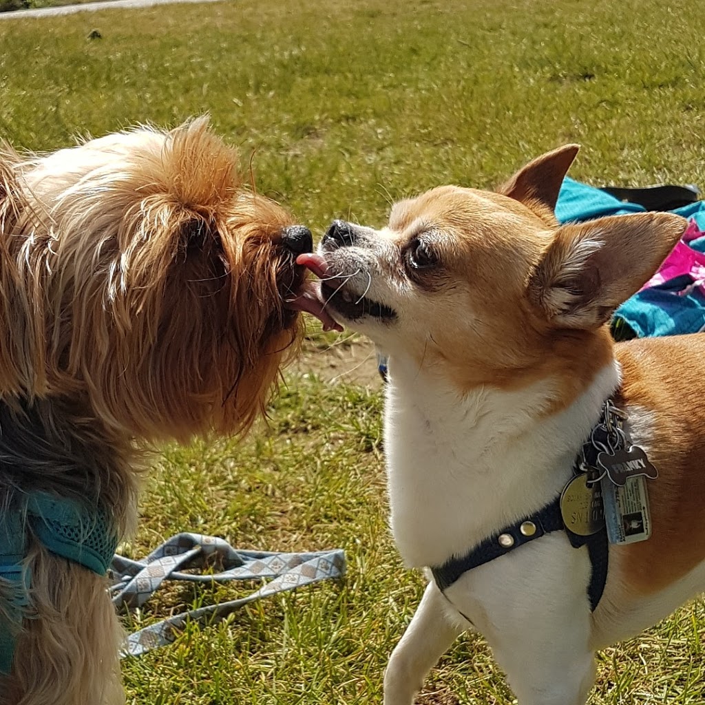 Ambleside Dog Beach | Burrard Inlet, BC, Canada