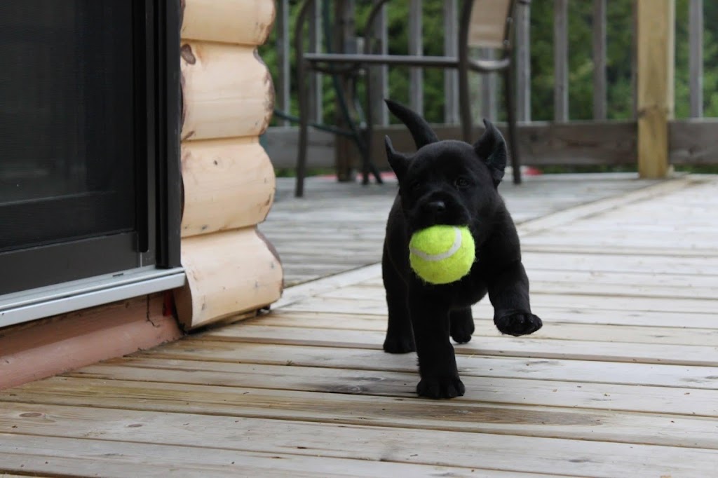 Mer Bleue Veterinary Hospital | 2006 Mer-Bleue Rd Unit G6, Orléans, ON K4A 0G2, Canada | Phone: (613) 837-6484