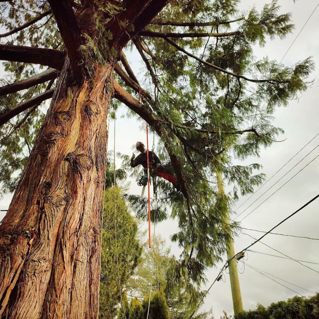 Sids Tree Service | 645 Skeena St, Vancouver, BC V5K 4P3, Canada | Phone: (604) 302-5214