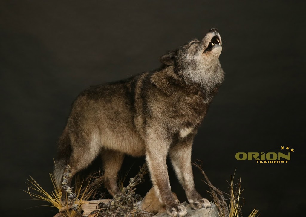 Orion Taxidermy | 1175 Athabasca St E, Moose Jaw, SK S6H 0N4, Canada | Phone: (306) 692-4653