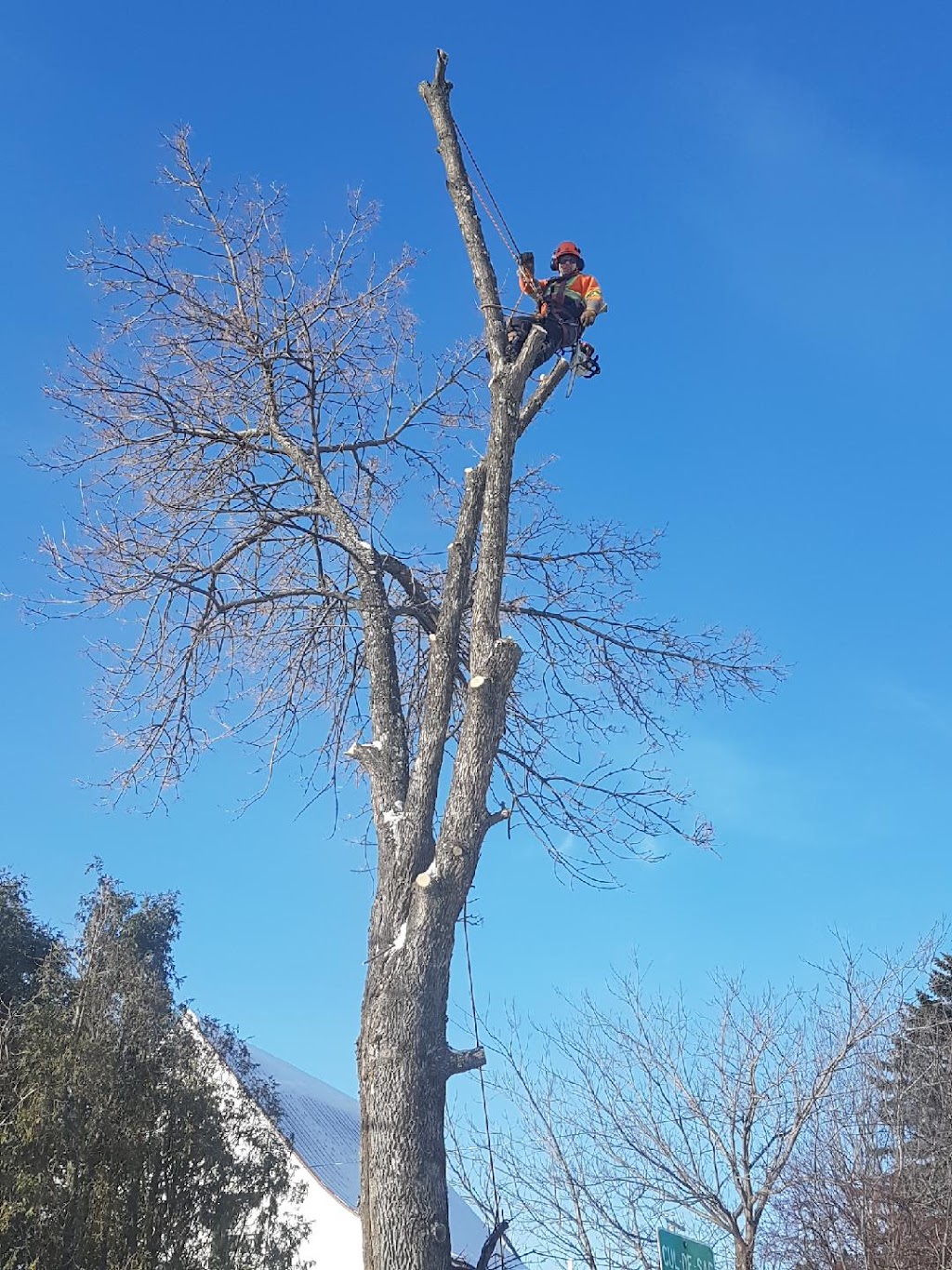 Arbo-Pageau service dentretien arboricole | 619 Rte des Fondateurs, Larouche, QC G0W 1Z0, Canada | Phone: (418) 290-8877