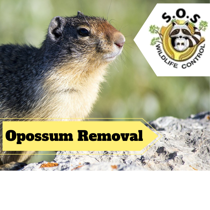 Markham Wildlife Removal | 9306 Bathurst St, Maple, ON L6A 4N9, Canada | Phone: (905) 218-3562