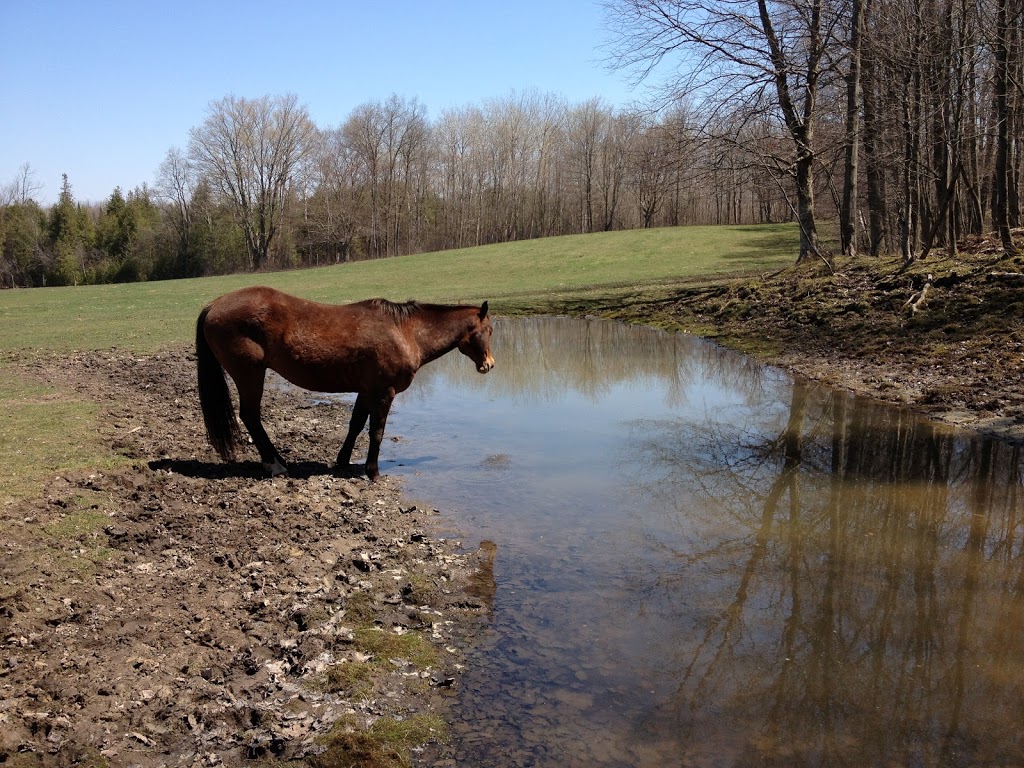 Sweetwater Stable | 4440 Devitts Rd, Blackstock, ON L0B 1B0, Canada | Phone: (905) 434-9066