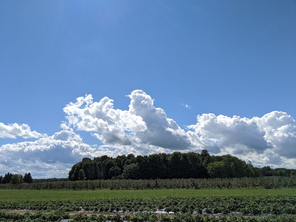 Fraisiere Du Verger Pierre | 375 Rang de la Montagne, Mont-Saint-Grégoire, QC J0J 1K0, Canada | Phone: (450) 347-6336