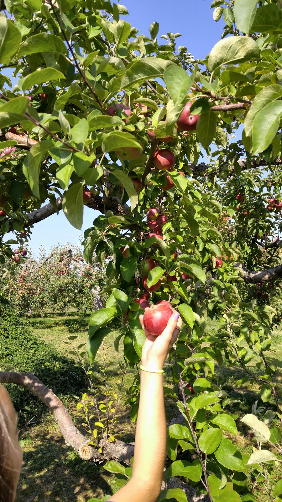 Cidrerie La Pomme du St-Laurent Inc | 503 Chemin Bellevue O, Cap-Saint-Ignace, QC G0R 1H0, Canada | Phone: (418) 246-5957