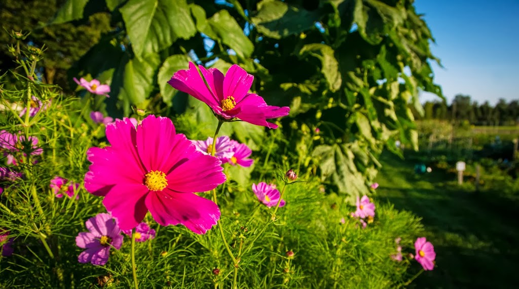 Riverside South Community Garden | Spratt Rd, Gloucester, ON K4M 0E2, Canada | Phone: (613) 822-3079