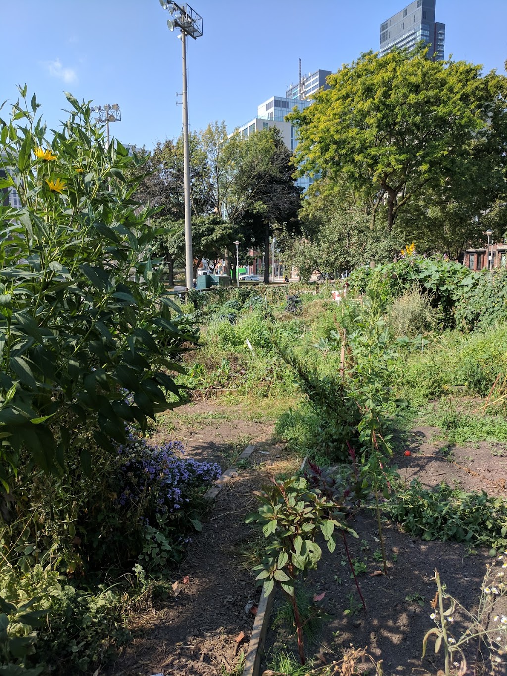 Fred Victor Community Garden | 151 Shuter St #97, Toronto, ON M5A 2R6, Canada | Phone: (416) 364-8228