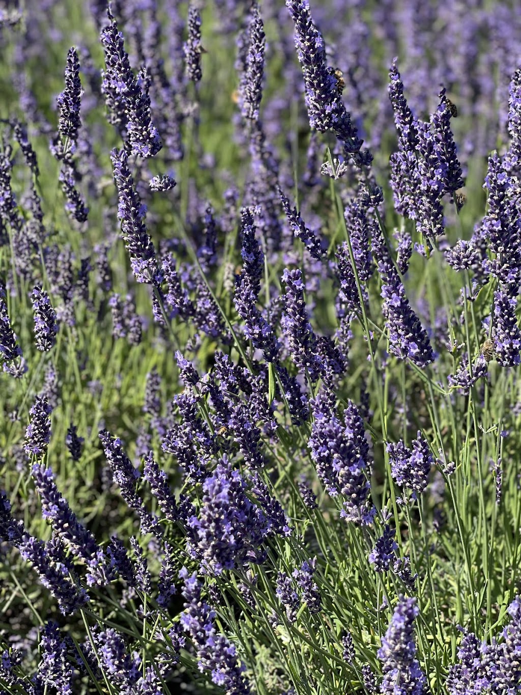 The Victoria Lavender Farm | 1895 John Rd, North Saanich, BC V8L 5S8, Canada | Phone: (250) 216-6501