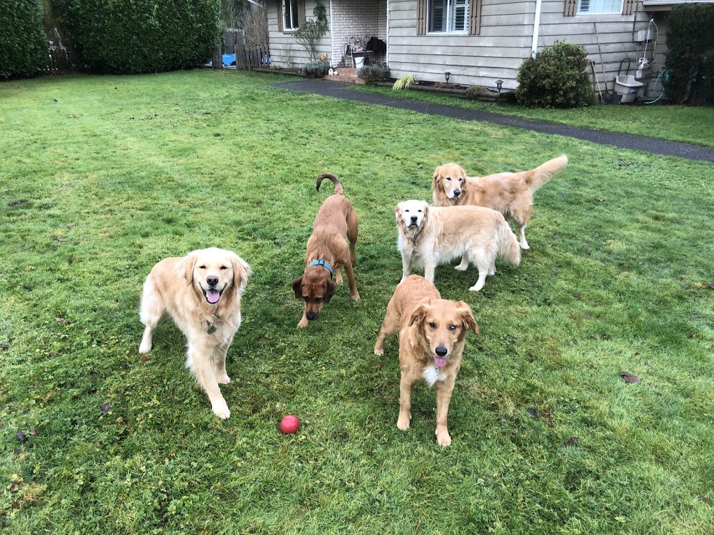 Liberty Farm - Dog & Horse Ranch | 25027 Robertson Crescent, Aldergrove, BC V4W 1W7, Canada | Phone: (604) 786-2570