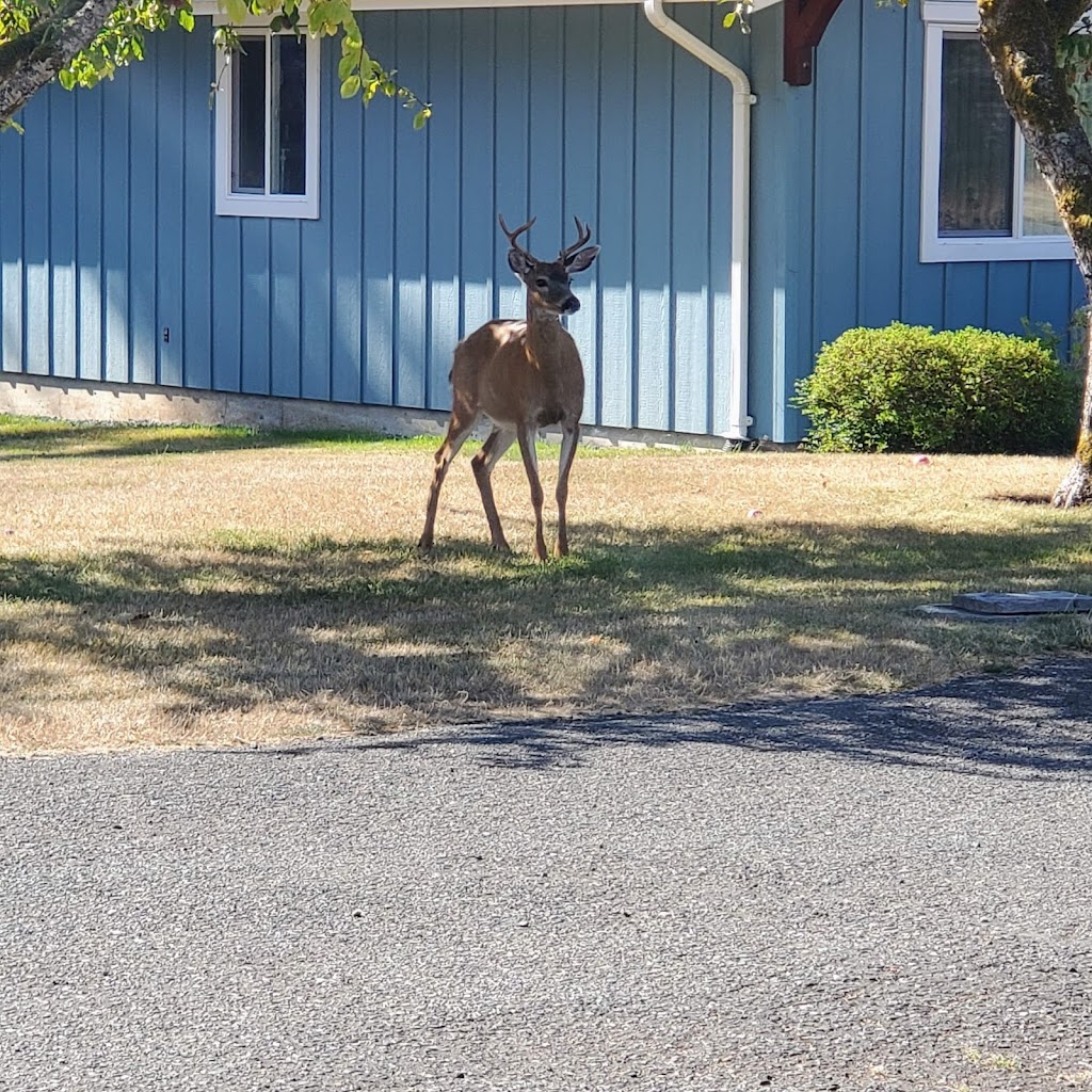 Salty Breeze Cottages at Stories Beach | 4078 S Island Hwy, Campbell River, BC V9H 1B5, Canada | Phone: (604) 897-3932