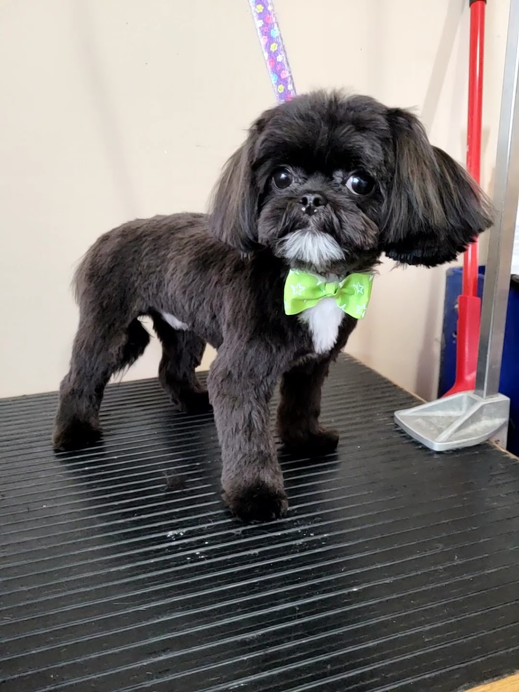 Kirstens Grooming | 669 Evergreen Park NW, Edmonton, AB T5Y 4M2, Canada | Phone: (780) 222-7363