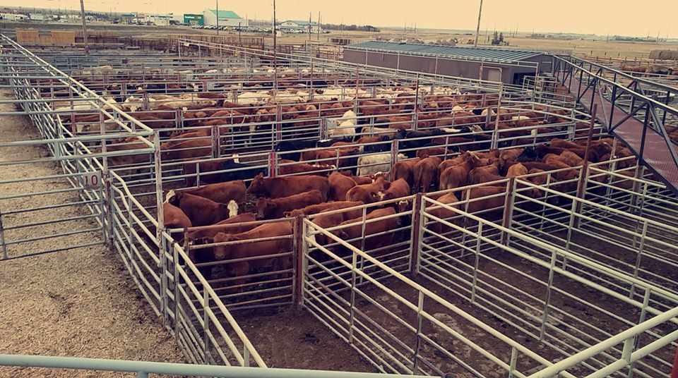 Southern Alberta Livestock Exchange | 813 14 St, Fort Macleod, AB T0L 0Z0, Canada | Phone: (403) 553-3315