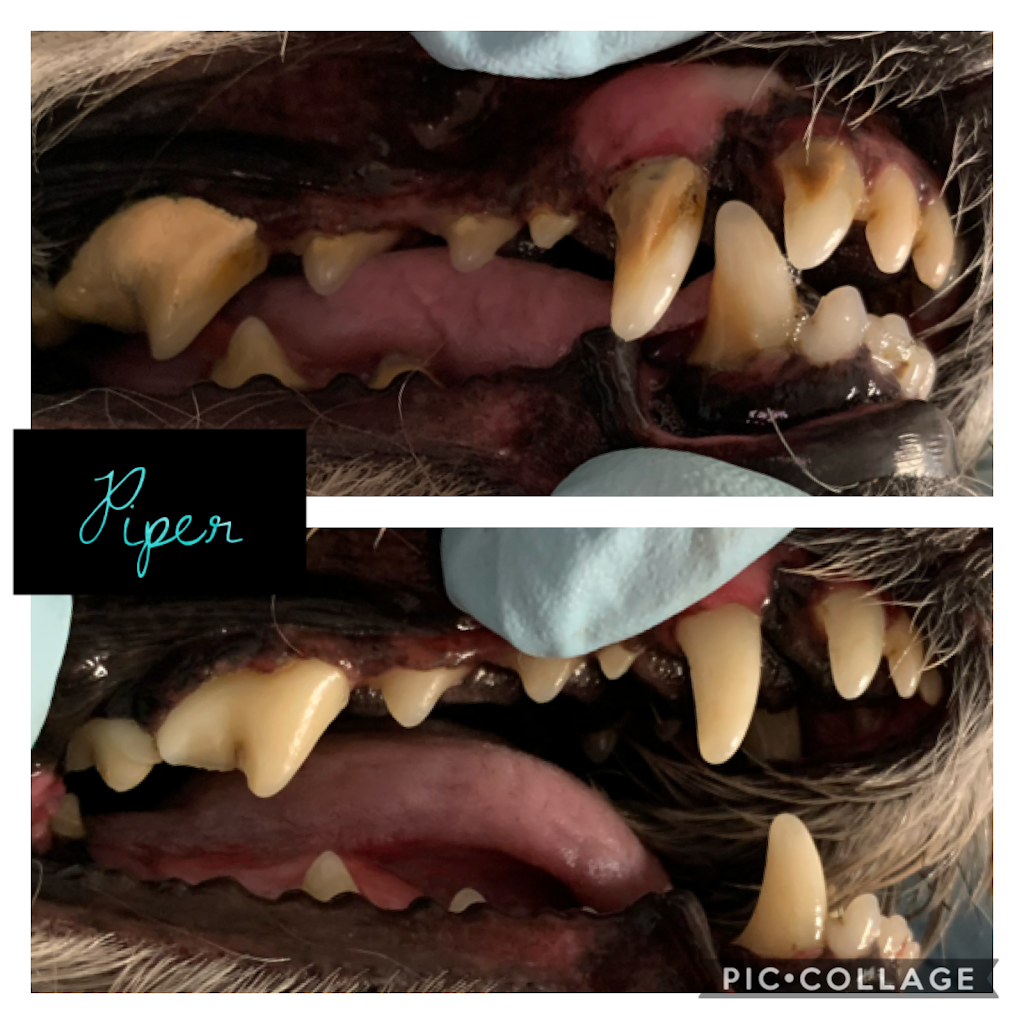 APL Cosmetic Teeth Cleaning for Dogs | 7560 8th Line, Utopia, ON L0M 1T0, Canada | Phone: (705) 896-6161