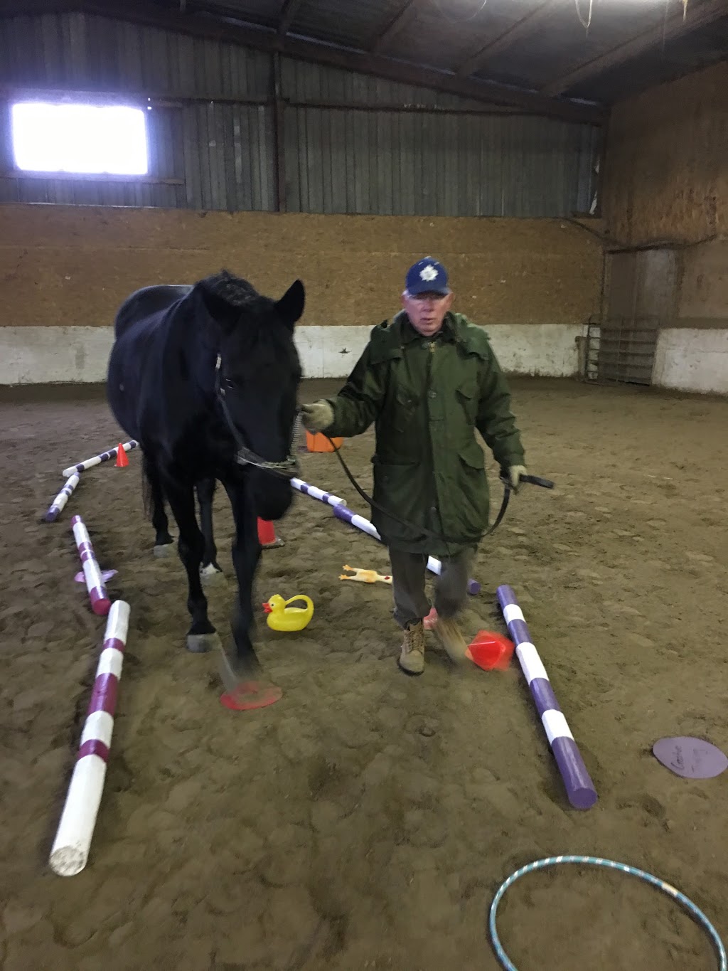 Horse Logic Equine Assisted Learning Centre | 12472 Chinguacousy Rd, Caledon, ON L7C 1Y9, Canada | Phone: (905) 867-8381