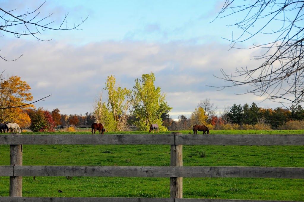 Chris Delia Stables | 6391 Walkers Line, Burlington, ON L7M 0P7, Canada | Phone: (905) 467-0550