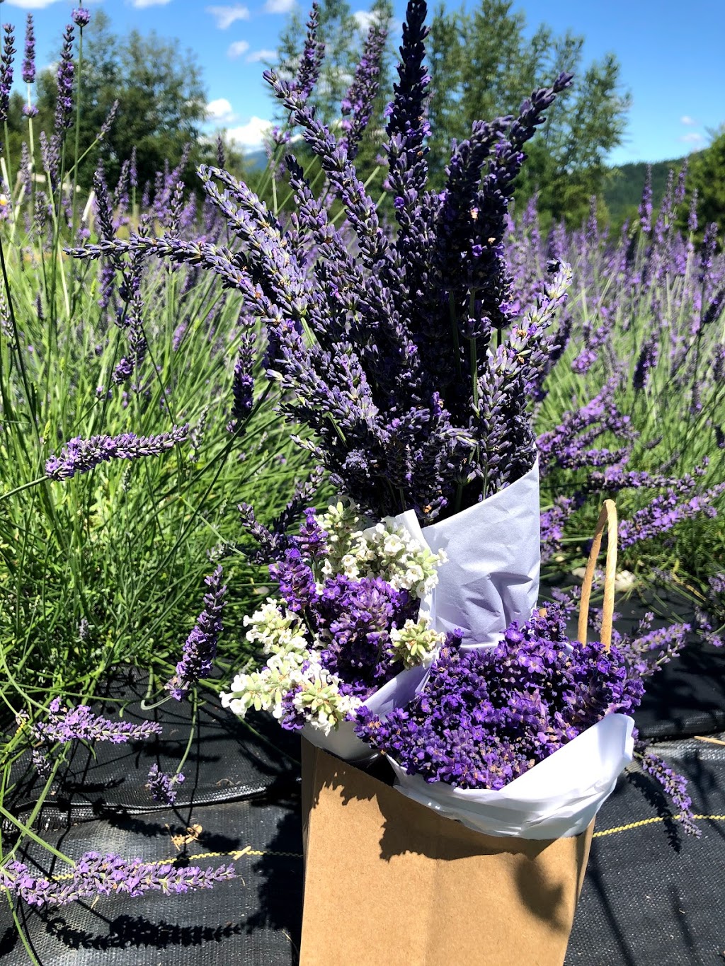 Blue Hills Lavender | 2361 50 St NE, Salmon Arm, BC V1E 1Y4, Canada | Phone: (250) 550-9792