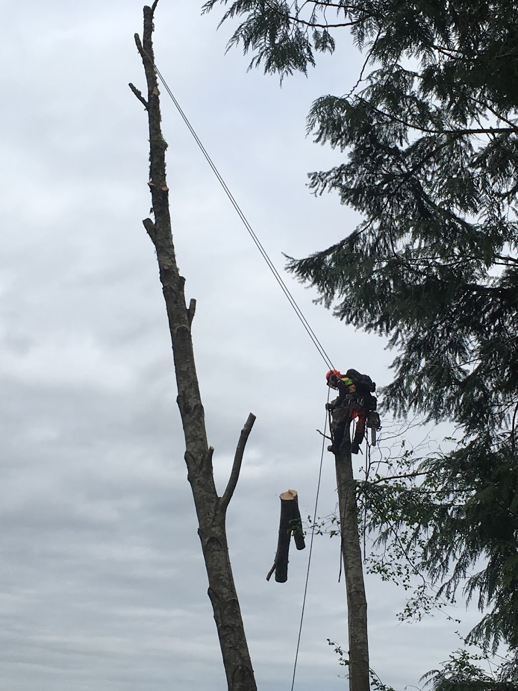 Treeworks Tree Services Ltd | 454 Maquinna Pl, Qualicum Beach, BC V9K 1B3, Canada | Phone: (250) 752-5544