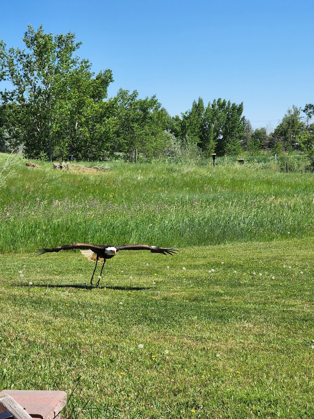 Alberta Birds of Prey Foundation | 2124 16 Ave, Coaldale, AB T1M 1J8, Canada | Phone: (403) 345-4262