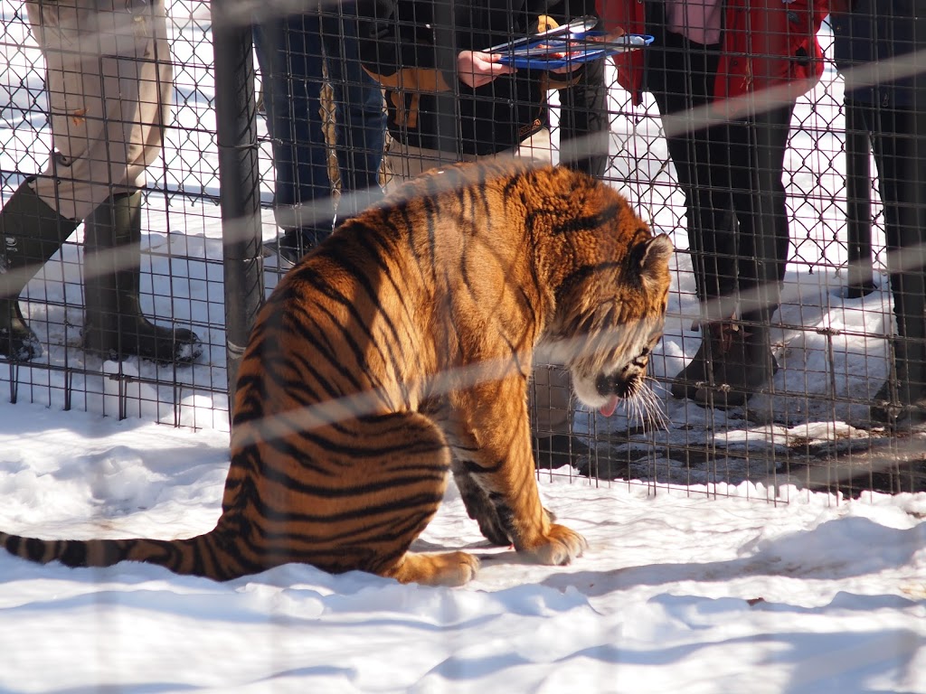 Sumatran Tiger | 2000 Meadowvale Rd, Scarborough, ON M1B 5K7, Canada | Phone: (416) 392-5929