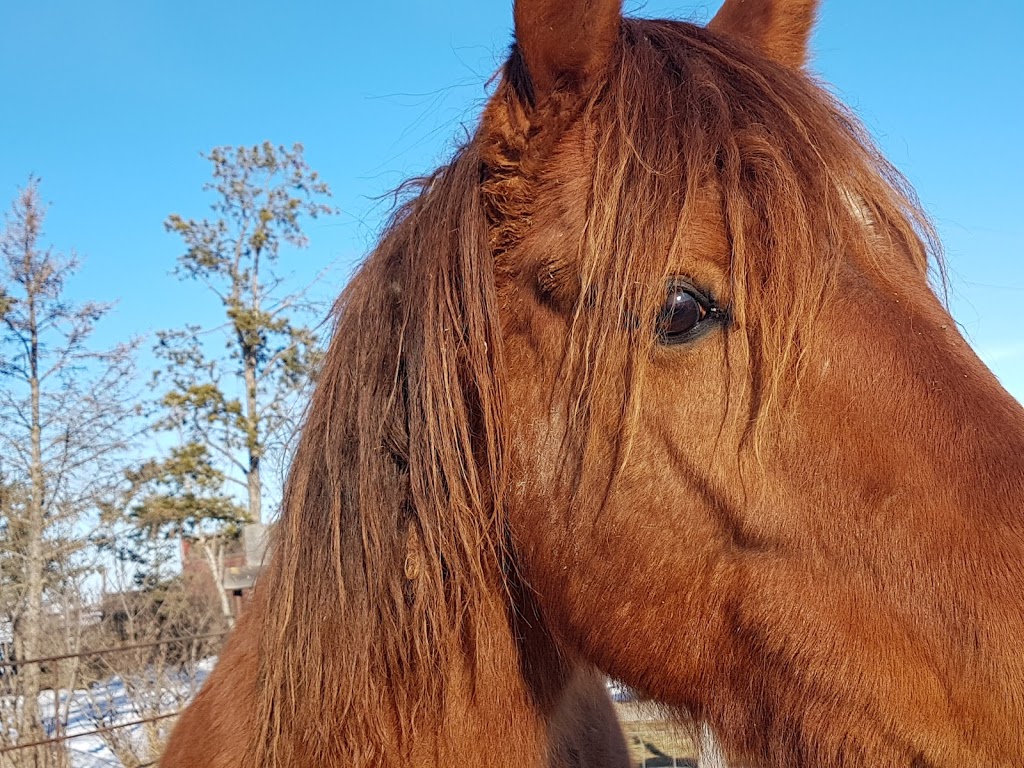 Fayebrook Farms | RURAL, ROUTE 1, Bawlf, AB T0B 0J0, Canada | Phone: (780) 373-2330